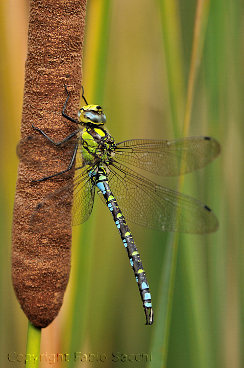 Aeshna cyanea